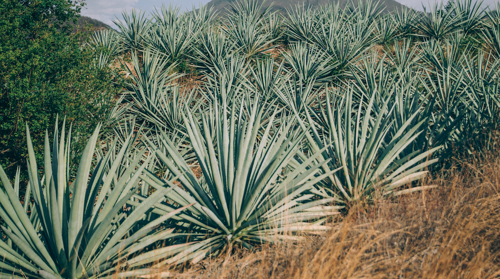 Why 100% Agave Matters (Even Without the Buzz)