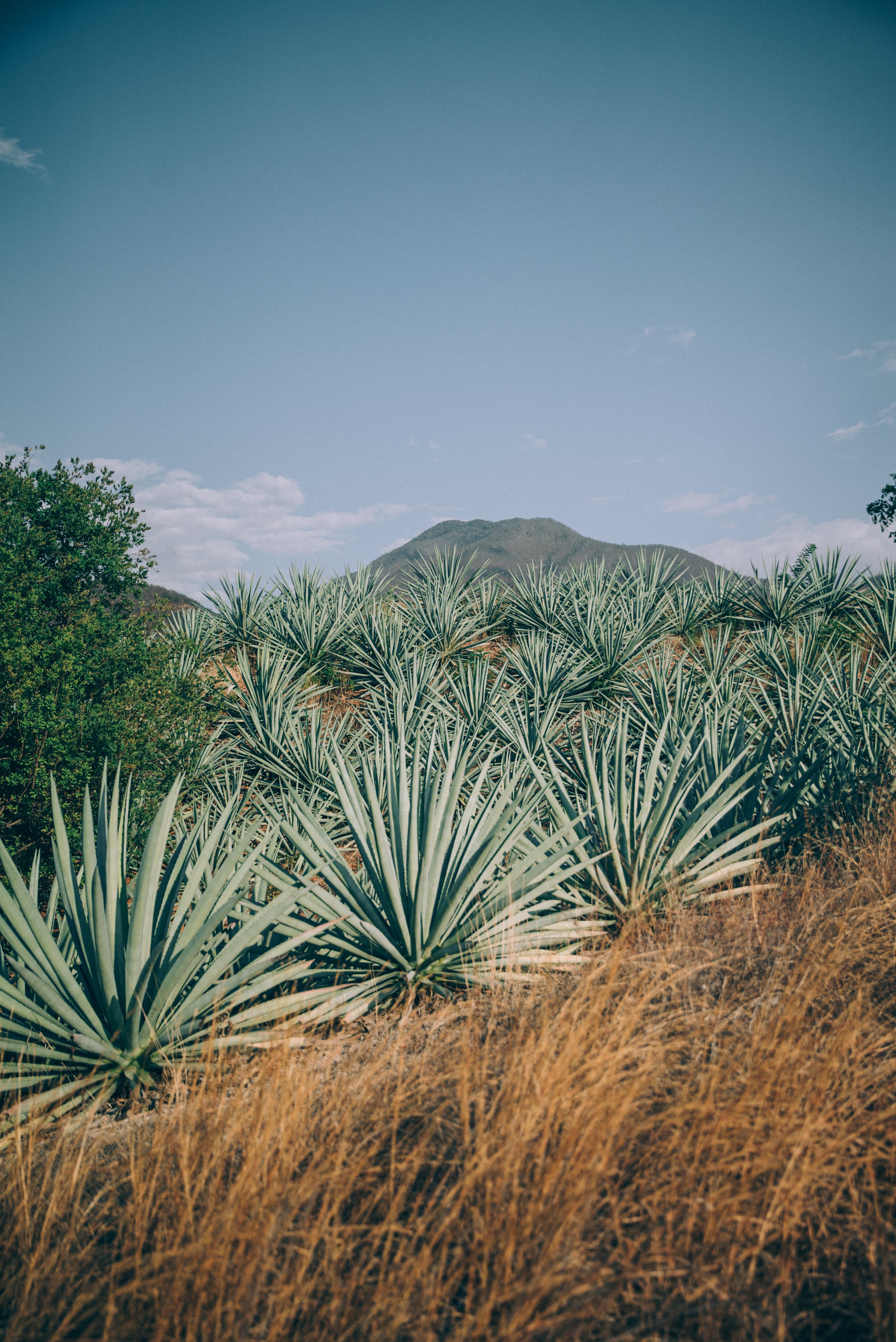 TOMONOTOMO: All Natural Non-alcoholic Distilled Agave Spirit